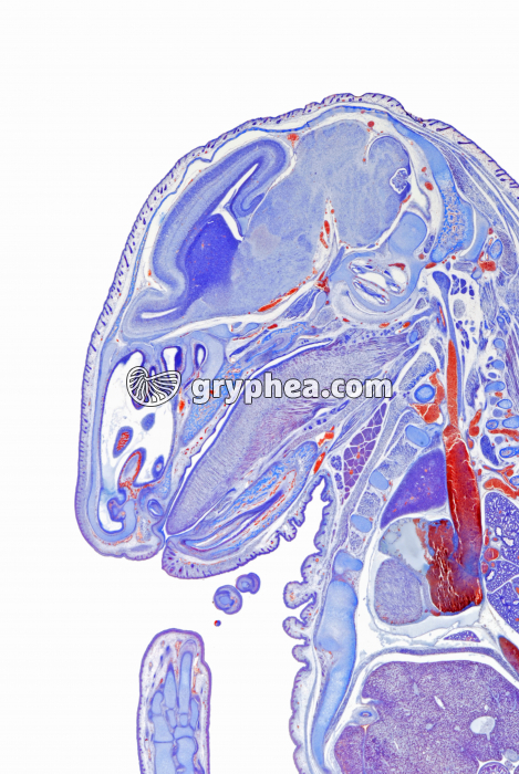 Embryon de Souris détail de la partie céphalique  CL x3 - gryphea.com